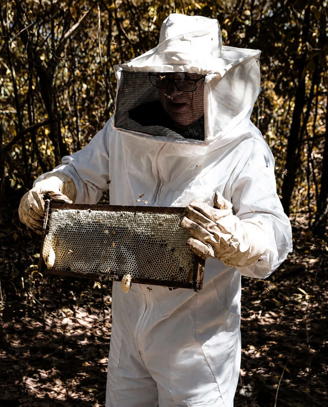 Apicultor segurando um quadro da colmeia no apiário